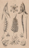 LEAVES OF PLANTS. Végétaux (Feuilles) 1834 old antique vintage print picture