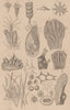 ZOOPHYTES. various. Animals 1834 old antique vintage print picture