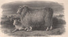 SHEEP. The Romney Marsh Breed 1898 old antique vintage print picture