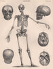 Human Skeleton from front. Anatomy. Skull. BRITANNICA 1898 old antique print