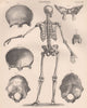 Human Skeleton from behind. Anatomy. Skull. BRITANNICA 1898 old antique print