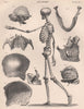 Human Skeleton from side. Anatomy. Skull. BRITANNICA 1898 old antique print