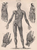 Human Anatomy from back. Muscles. BRITANNICA 1898 old antique print picture