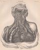 HUMAN ANATOMY. Nerves of the Neck and Thorax 1898 old antique print picture