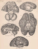 HUMAN BRAIN. Base. Inner surface. Fibres of Corona Radiata 1898 old print