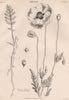 Papaver Rhoeas (Common Red Poppy) 1898 old antique vintage print picture