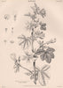 Malva Sylvestris (Common Mallow) 1898 old antique vintage print picture