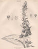 Digitalis Purpurea (Purple Foxglove) 1898 old antique vintage print picture