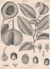 Myristica Moschata (Nutmeg) 1898 old antique vintage print picture