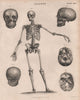 Anatomy. Human skeleton front. skull. BRITANNICA 1860 old antique print