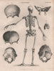 Anatomy. Human skeleton back. skull. BRITANNICA 1860 old antique print picture