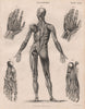 Anatomy. Human body back. Hands feet muscles. BRITANNICA 1860 old print