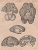 Human Anatomy. Brain. BRITANNICA 1860 old antique vintage print picture