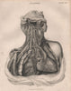Human Anatomy. Heart lungs chest neck arteries veins. BRITANNICA 1860 print