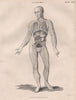 Human Anatomy.Viens arteries organs. BRITANNICA 1860 old antique print picture