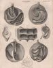 Anatomy; Comparative 1. BRITANNICA 1860 old antique vintage print picture