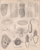 Anatomy; Comparative 3. BRITANNICA 1860 old antique vintage print picture