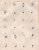 Animalcules. Protozoans 2. BRITANNICA 1860 old antique vintage print picture