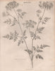 Aethusa Cynapium (fool's parsley, fool's cicely, poison parsley) BRITANNICA 1860