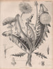 Leontodon Taraxacum (Taraxacum officinale, common dandelion). BRITANNICA 1860