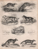 MAMMALIA. Malayan weasel. Otter. Wolf. Dog. Fennec. Grey fox. African civet 1860