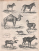 Burchell Zebra Mule 1-hump Camel Alpaca Java mouse-deer Reindeer Moose 1860