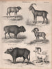 MAMMALIA Red Sheep. Wild goat. American bison. Mouflon. Bubalus. Dall sheep 1860