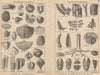 BRITISH FOSSILS. Carboniferous. STANFORD 1913 old antique print picture