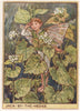 Jack-by-the Hedge Fairy by Cicely Mary Barker. Wayside Flower Fairies c1948