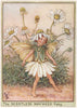 Scentless Mayweed Fairy by Cicely Mary Barker. Wayside Flower Fairies c1948
