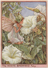 White Bindweed Fairy by Cicely Mary Barker. Wayside Flower Fairies c1948 print