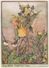 Sow Thistle Fairy by Cicely Mary Barker. Wayside Flower Fairies c1948 print