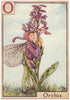 O = Orchis Fairy by Cicely Mary Barker. Alphabet Flower Fairies c1934 print