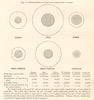 Development of Coast-Lines Relatively to Area. World. Diagram 1885 old print