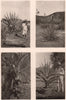 Fibre Plants: Sisal, Istle or Tampico & Mauritius Hemp. Coconut Plant 1903