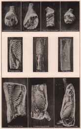 Pork Ham American Short/Long Cut/Picnic NY Shoulder Belly Lion Back Side 1903