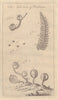 The Male Fern of Dodoneus. Plants. GENTS MAG 1760 old antique print picture