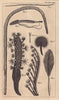 Seven Species of the Zoophyte, called Sea Pen. Pennatula Phosphorea Filosa 1764