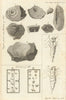 Middlesex Fossils. Dragon Fly. Hebrew Inscription found at Dulwich College 1788