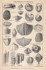 BRITISH FOSSILS. Carboniferous Limestone Series. STANFORD 1907 old print