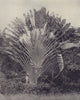 The Giant Traveller's Palm. Caribbean. STODDARD 1895 old antique print picture
