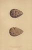 BRITISH BIRD EGGS. Black-Tailed Godwit. Bar-Tailed Godwit. MORRIS 1896 print