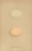 BRITISH BIRD EGGS. Long-Tailed Duck. Harlequin Duck. MORRIS 1896 old print