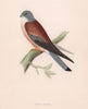 Lesser Kestrel. Morris's British Birds. Antique colour print 1870 old