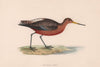 Bar-tailed Godwit. Morris's British Birds. Antique colour print 1870 old