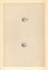 BRITISH BIRD EGGS. Cirl Bunting. Ortolan. MORRIS 1866 old antique print
