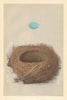 BRITISH BIRD EGGS & NESTS. Alpine Accentor. MORRIS 1866 old antique print