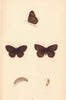 BRITISH BUTTERFLIES. Wood Ringlet. MORRIS 1865 old antique print picture