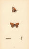 BRITISH BUTTERFLIES. Heath Butterfly. MORRIS 1865 old antique print picture