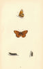 BRITISH BUTTERFLIES. Small Pearl-bordered Fritillary. MORRIS 1865 old print